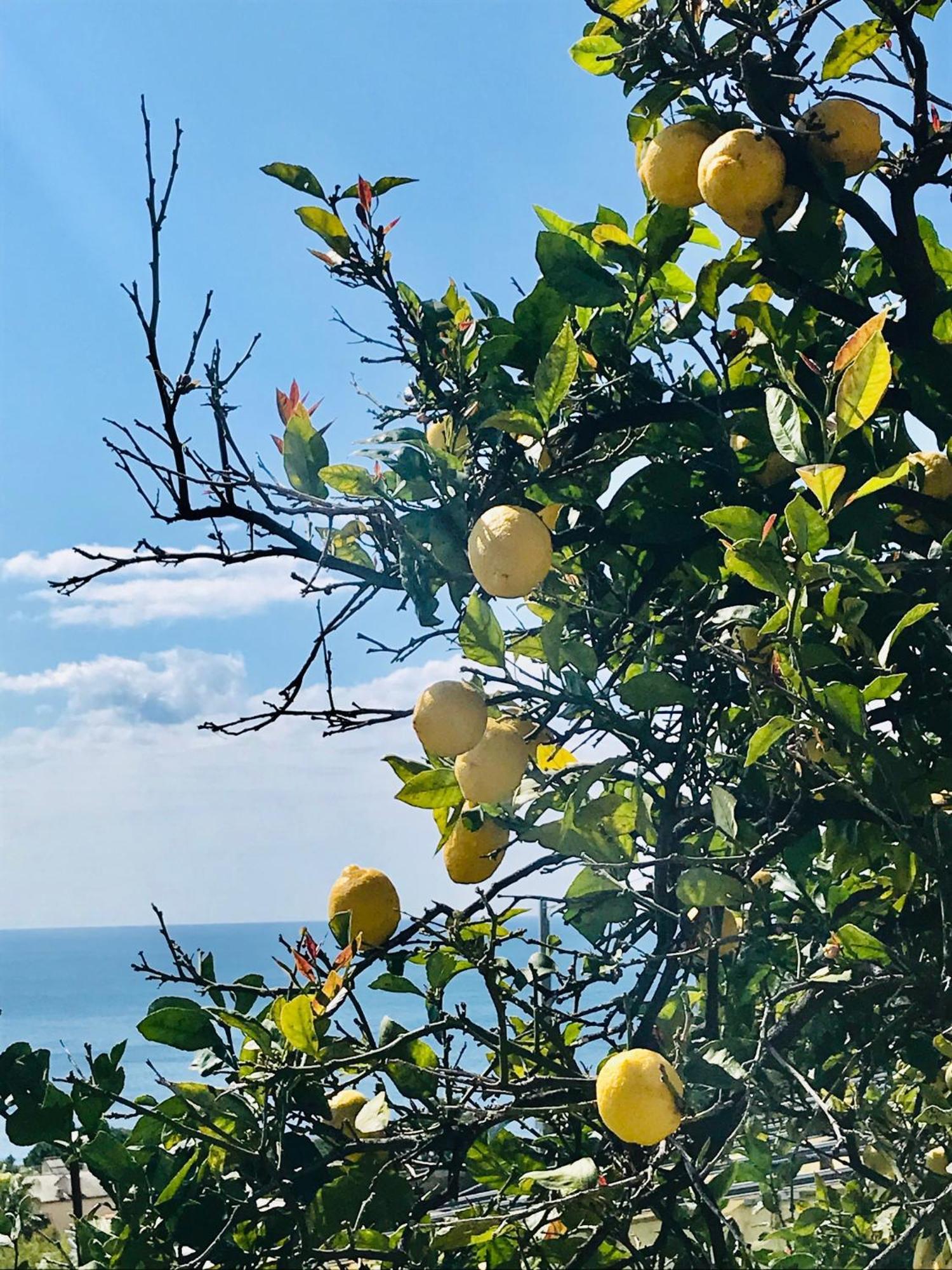 Willa Cav Gli Ulivi Di Bogliasco Zewnętrze zdjęcie